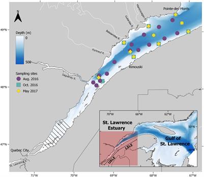 Using chlorophyllic organic matter degradation in the deep St. Lawrence Estuary as an indicator of water column remineralization